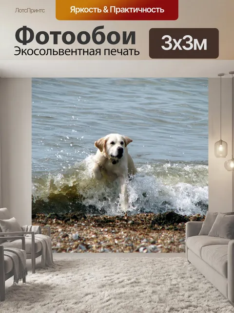 Фотообои Лабрадор собака