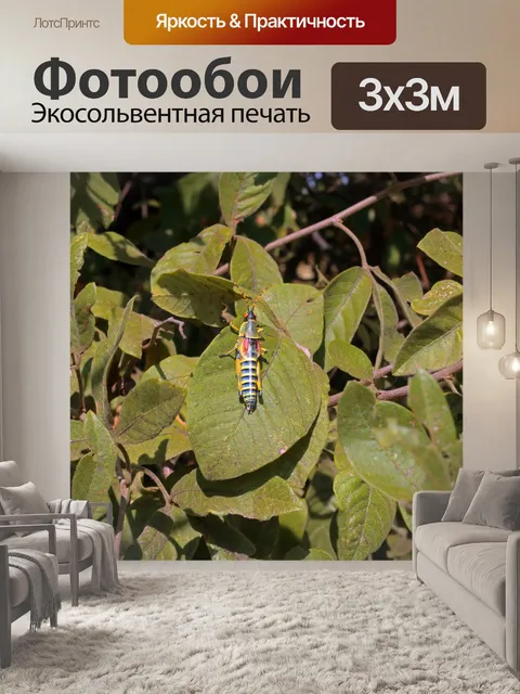 Фотообои красочная элегантная саранча на листьях