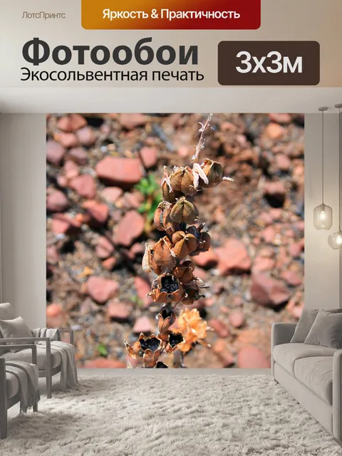 Фотообои черные семена в стручках