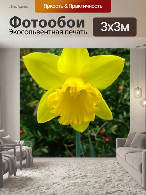 Фотообои Весна нарцисс Цветок