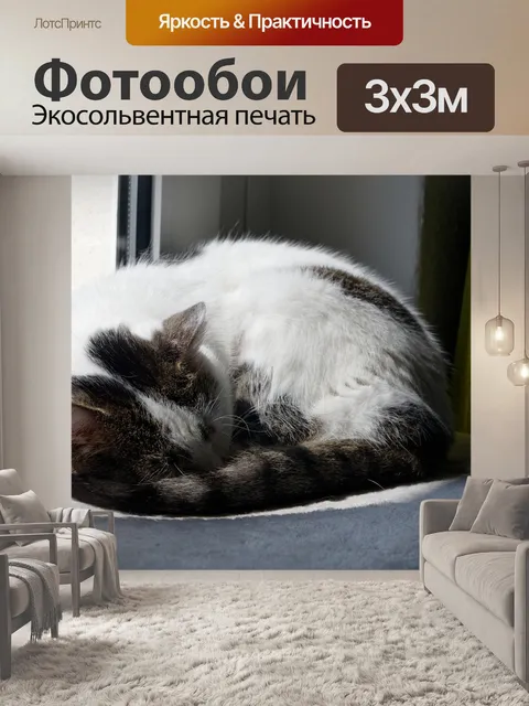 Фотообои Кот