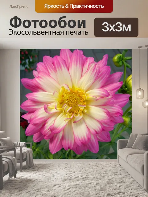 Фотообои Розовый георгин