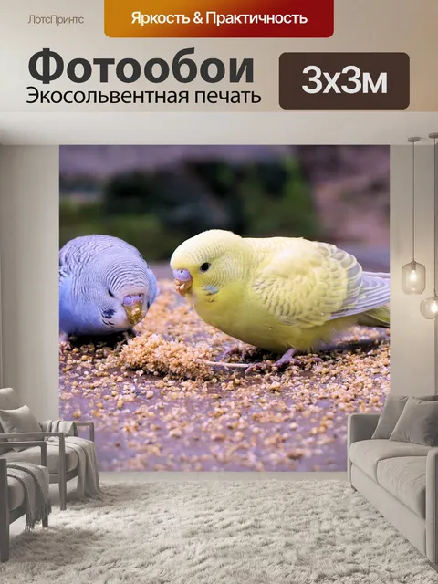 Фотообои Волнистый попугайчик