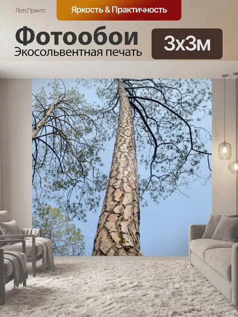 Фотообои Сосны 1