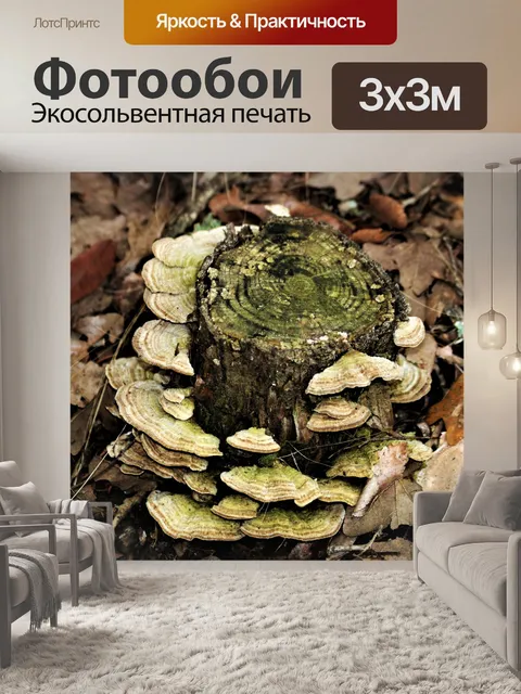 Фотообои Кронштейн грибка на пне