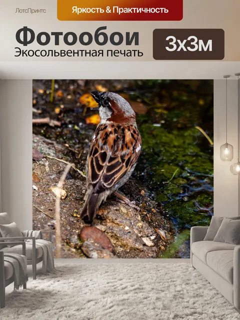 Фотообои Воробей