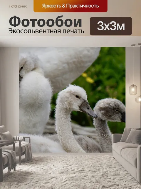 Фотообои Лебеди