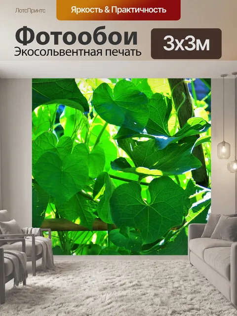 Фотообои затененные листья на лозе