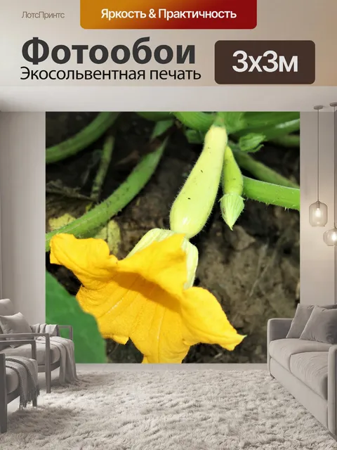 Фотообои Маленький желтый сквош и Блум