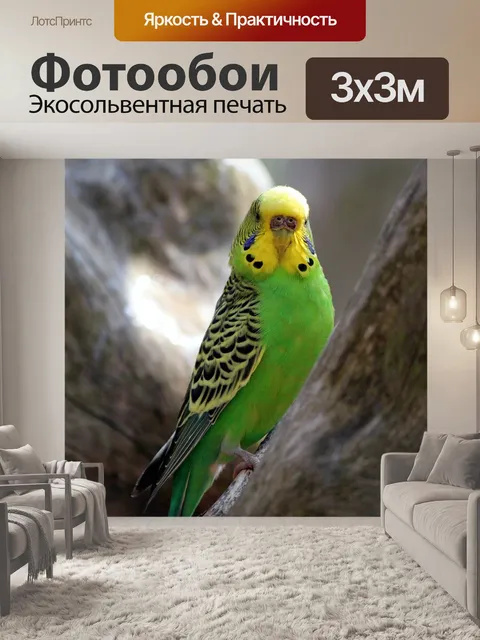 Фотообои Волнистый попугайчик