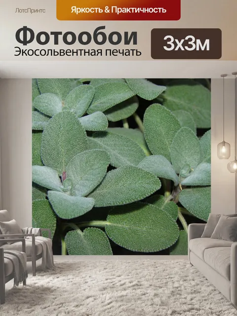 Фотообои Кулинарный шалфей Шалфей лекарственный