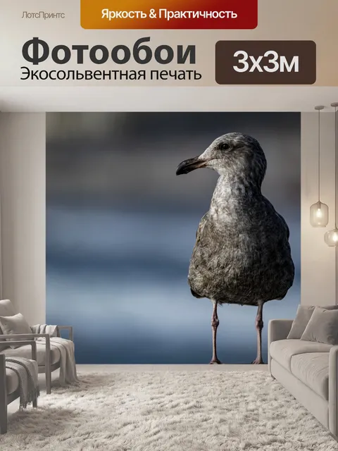 Фотообои молодая чайка
