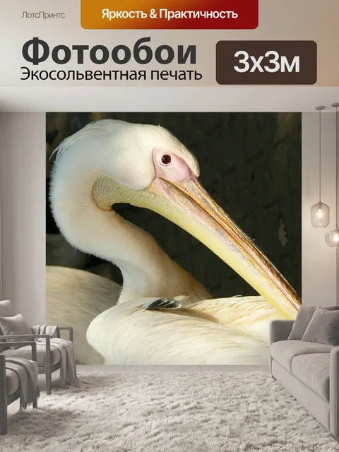 Фотообои Белый пеликан