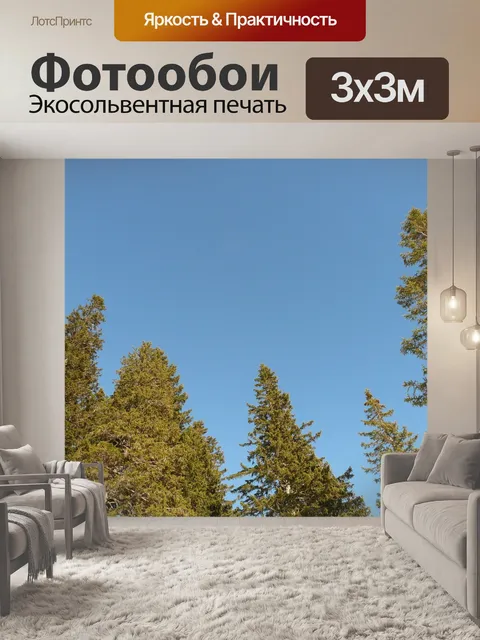 Фотообои Еловый лес