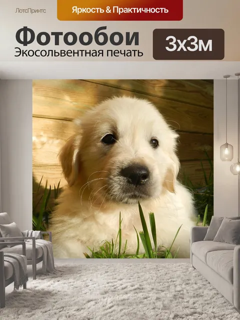 Фотообои Собака золотистый ретривер