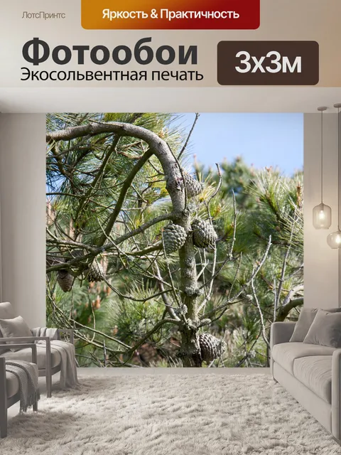 Фотообои Шишки на дереве