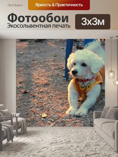 Фотообои Бук мороз