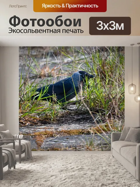 Фотообои Галка, певчая птица, черная птица