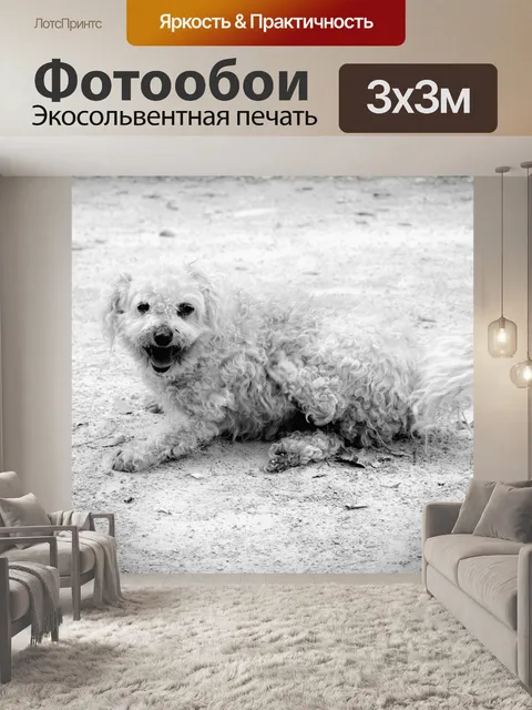 Фотообои Порода собак Бишон Мальтийский