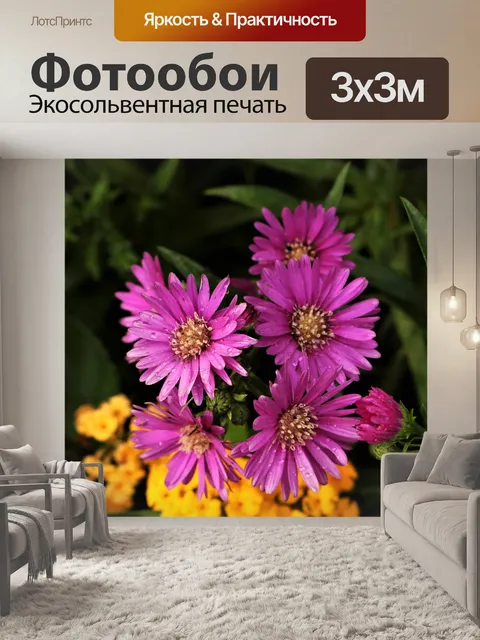 Фотообои Фиолетовые цветы астры и капли дождя
