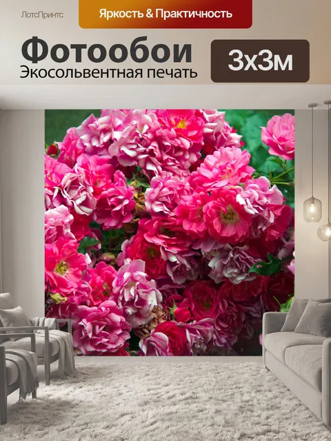 Фотообои Роза в цвету