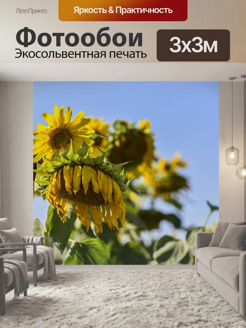 Фотообои Подсолнухи