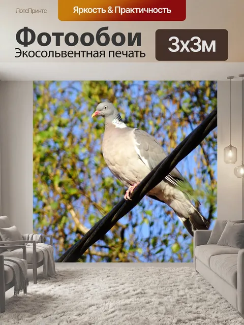 Фотообои Голубь