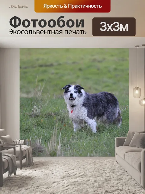 Фотообои Бордер-колли