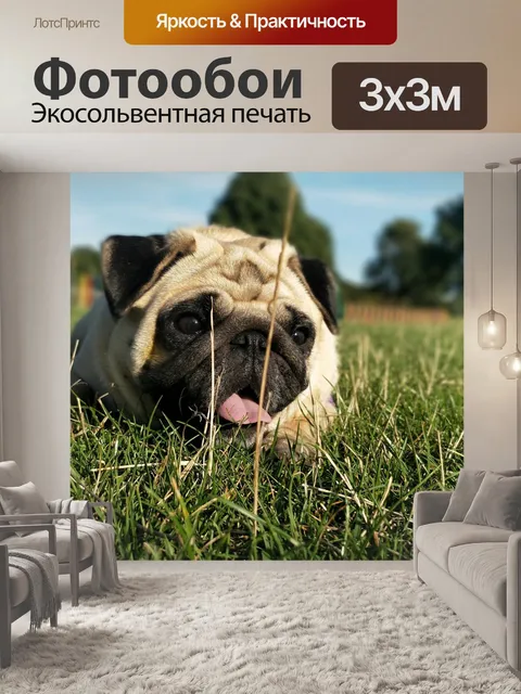 Фотообои Мопс