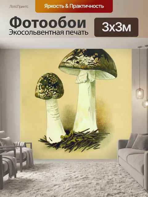 Фотообои Грибы ядовитые старинные искусства