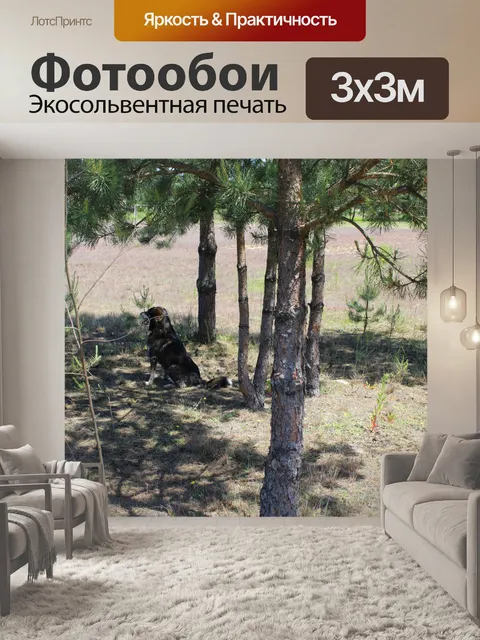Фотообои Собака, Польша