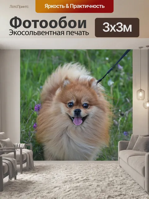 Фотообои Собака