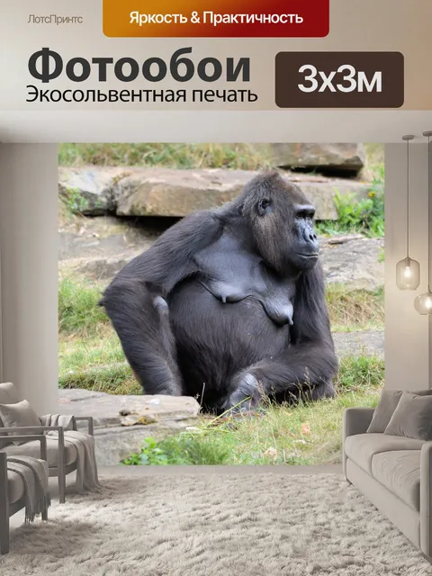 Фотообои Горилла