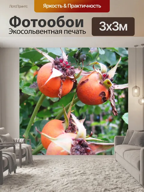 Фотообои Плоды шиповника