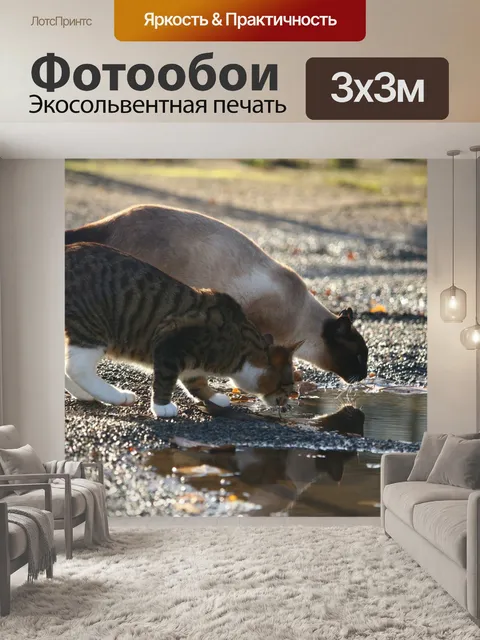Фотообои Кот