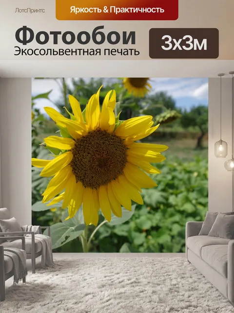 Фотообои Подсолнечник