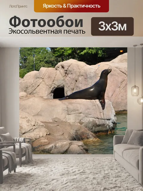 Фотообои Морской котик
