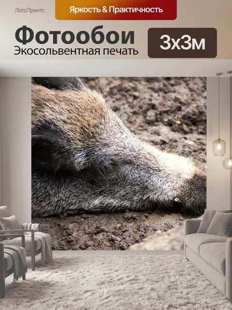 Фотообои Дикий кабан