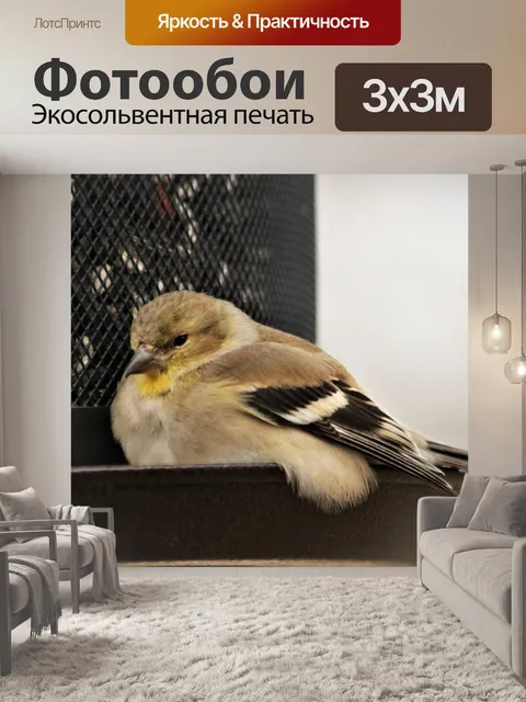 Фотообои Щегол на фидере крупным планом