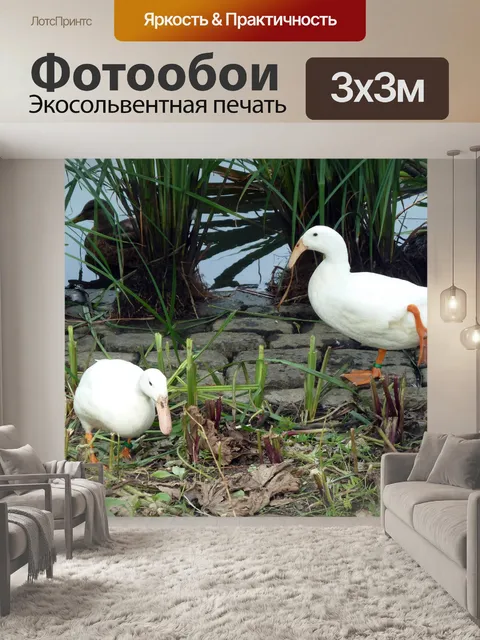 Фотообои Белые утки в пруду