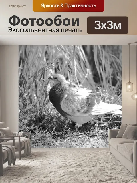 Фотообои Голубь, лежащий на земле