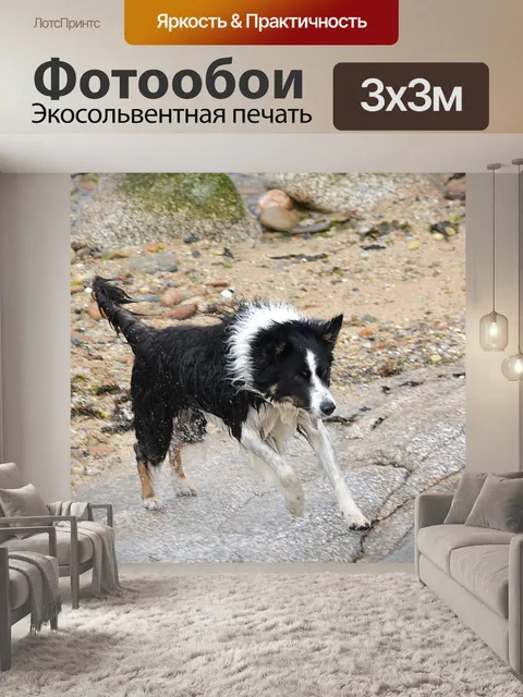 Фотообои Собака