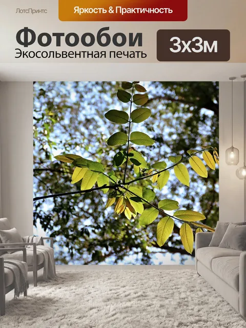 Фотообои Лес