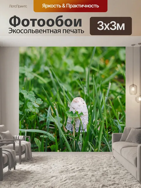 Фотообои Гриб