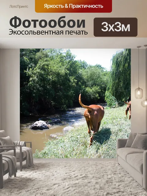Фотообои собаки на берегу реки