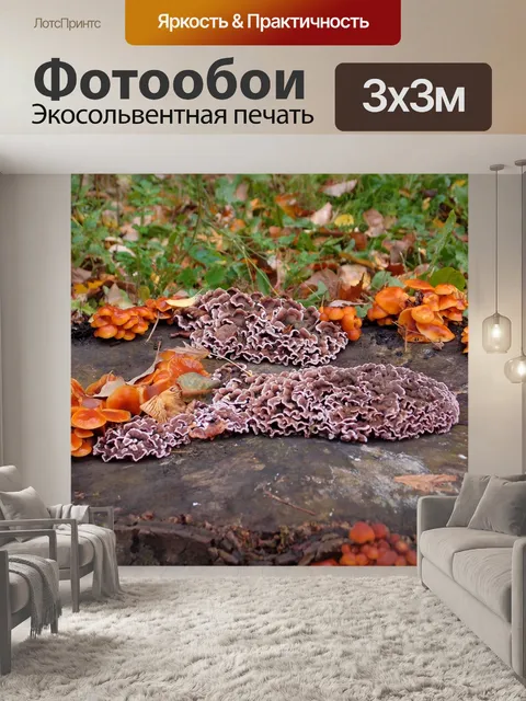 Фотообои Пень