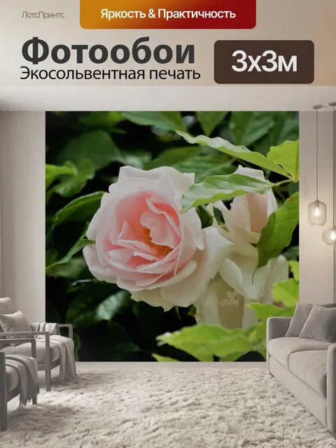 Фотообои белая роза