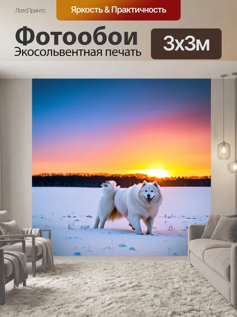 Фотообои самоед, идящий через снежный поле на фоне заката, небо окрашено яркими оттенками