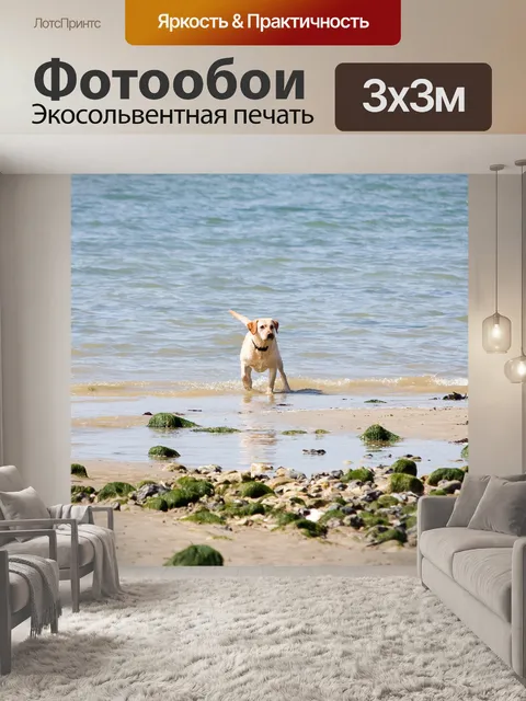 Фотообои Лабрадор собака