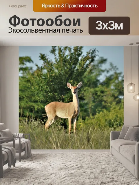 Фотообои Молодой белохвостый олень в поле